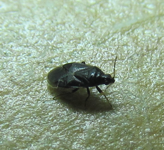 Anthocoridae:   Orius niger  - Istanbul (Turchia)